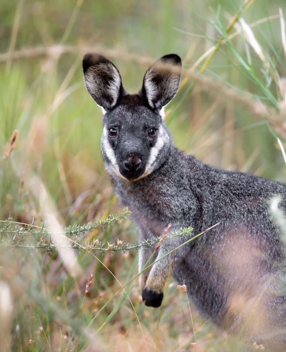 A western brush wallaby in Western Australia